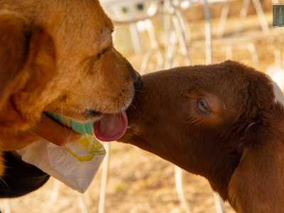 ...mentre il cane Pinky si avvicina furbescamente per leccare qualche goccia di latte sul muso dell�ovino